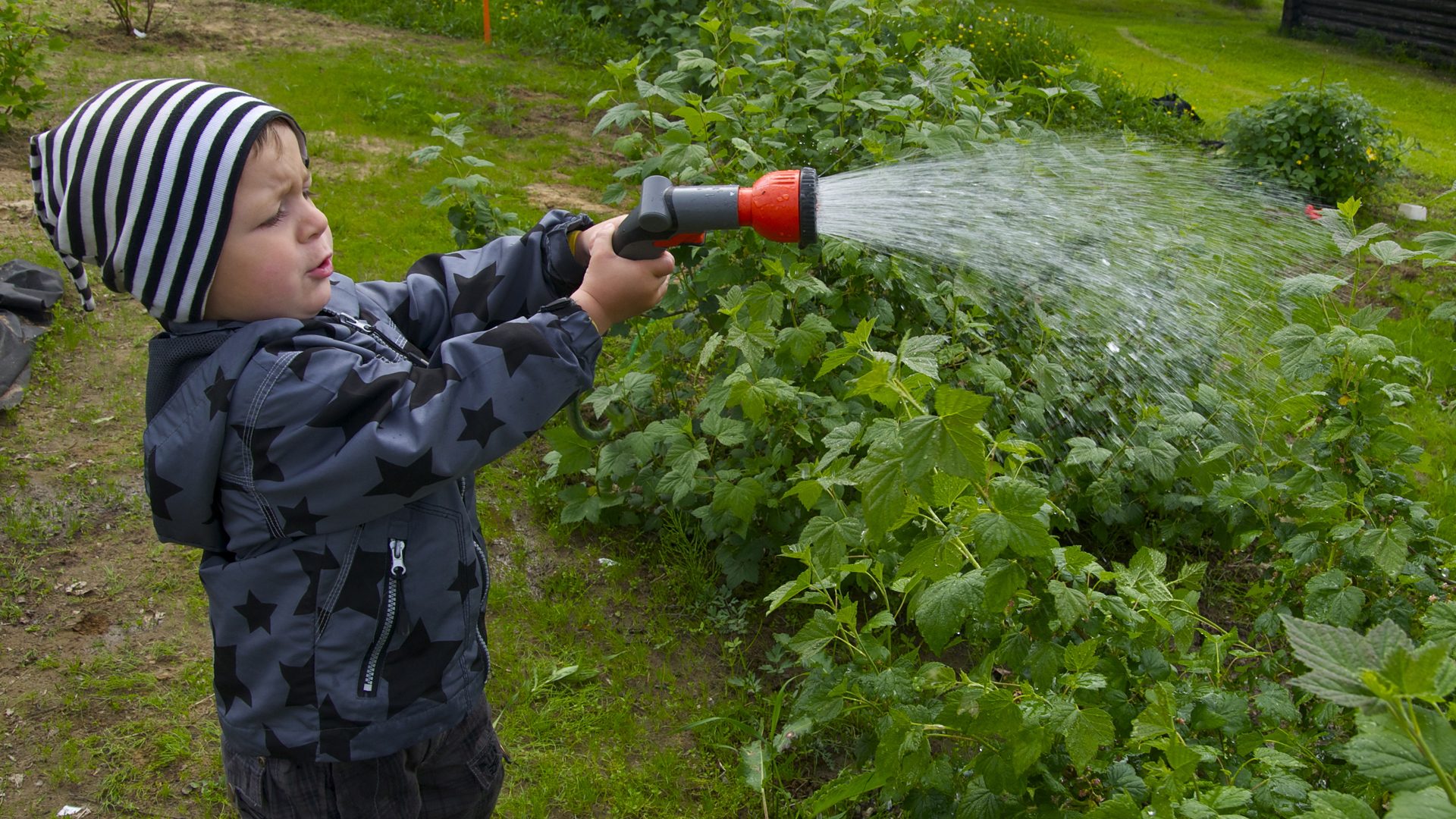 Barn sprutar vatten på buskar i en trädgård