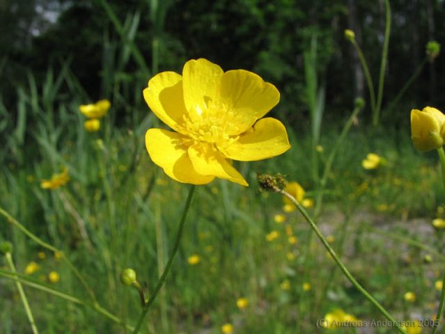 Smörblomma på en grön äng