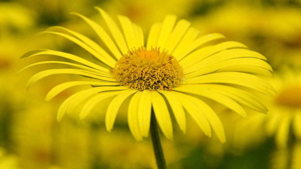 Gul blomma på en äng.