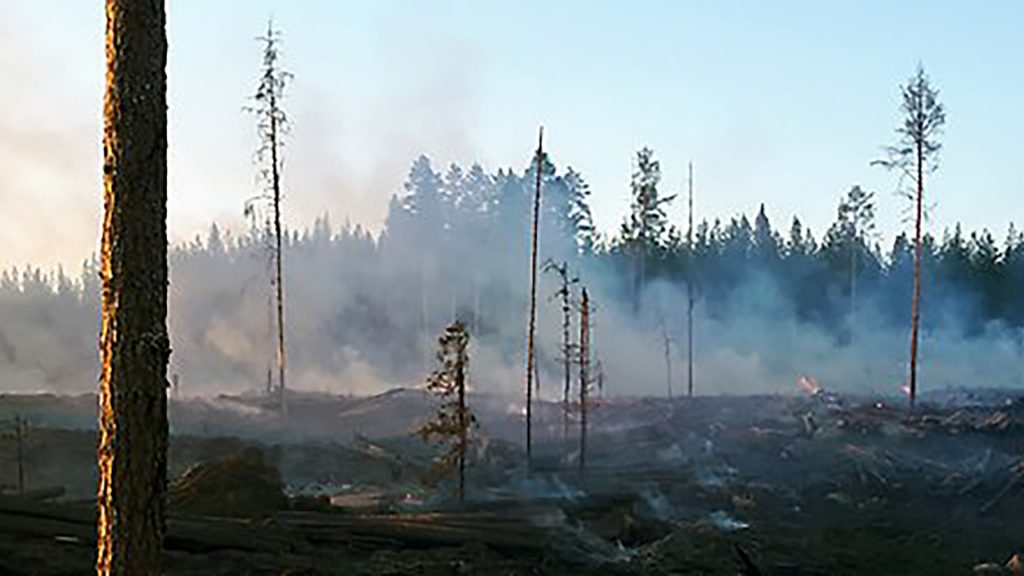 Skogsbrand, träd utan barr och eldrök från backen