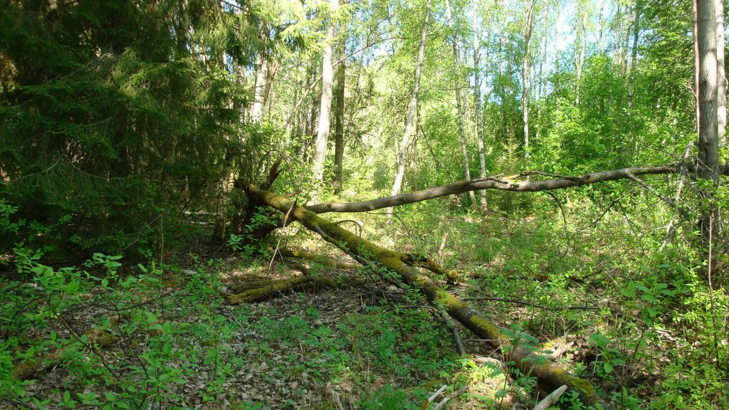 Sätraskogen