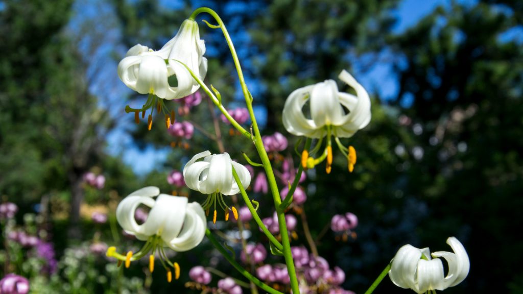 Vita sommarblommor på nära håll.