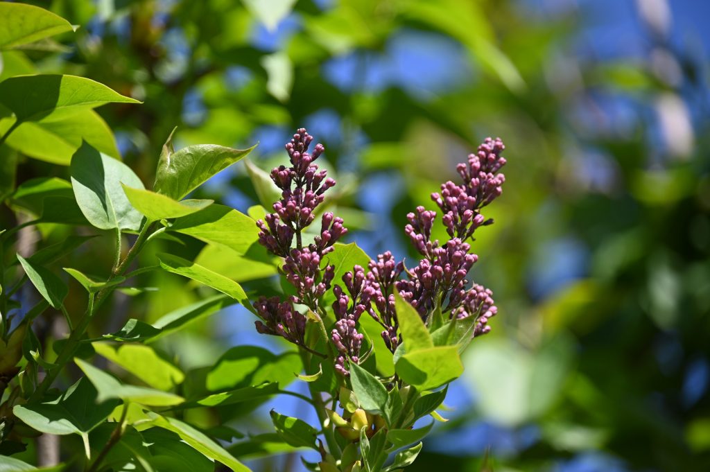 lilac-5057047_1920