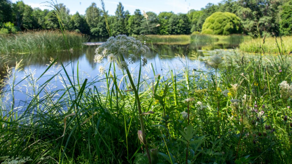 En liten sjö omringad av gräs och grönska
