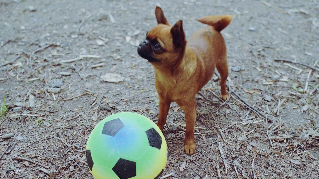Hund leker med boll i en hundrastgård