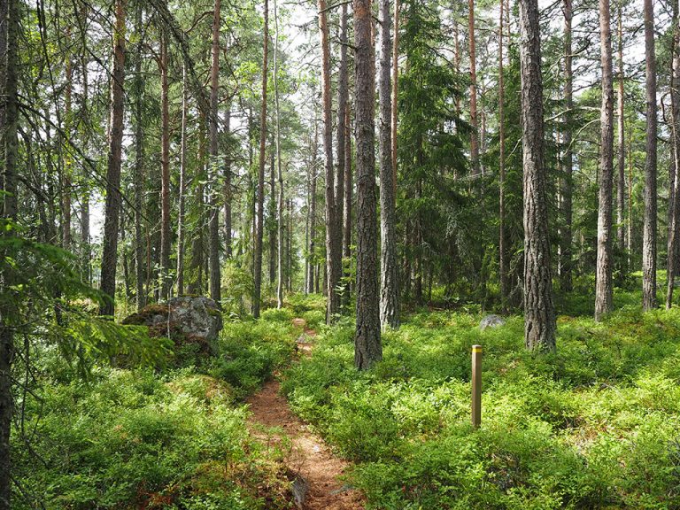 Vandringsleden vid Gråberget