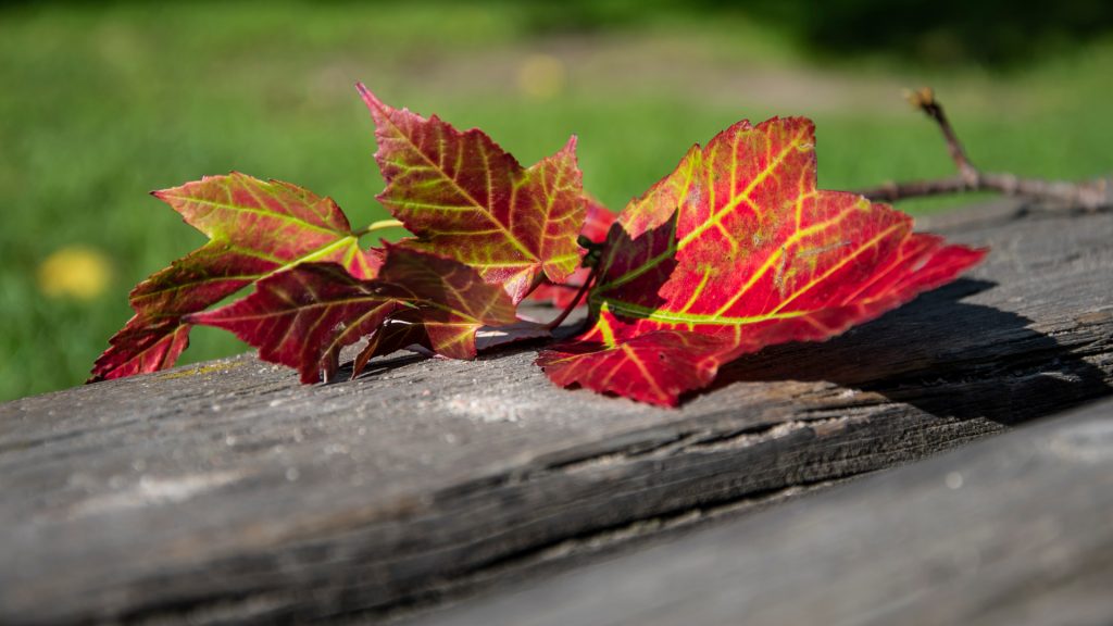 Höstlöv på en träbänk