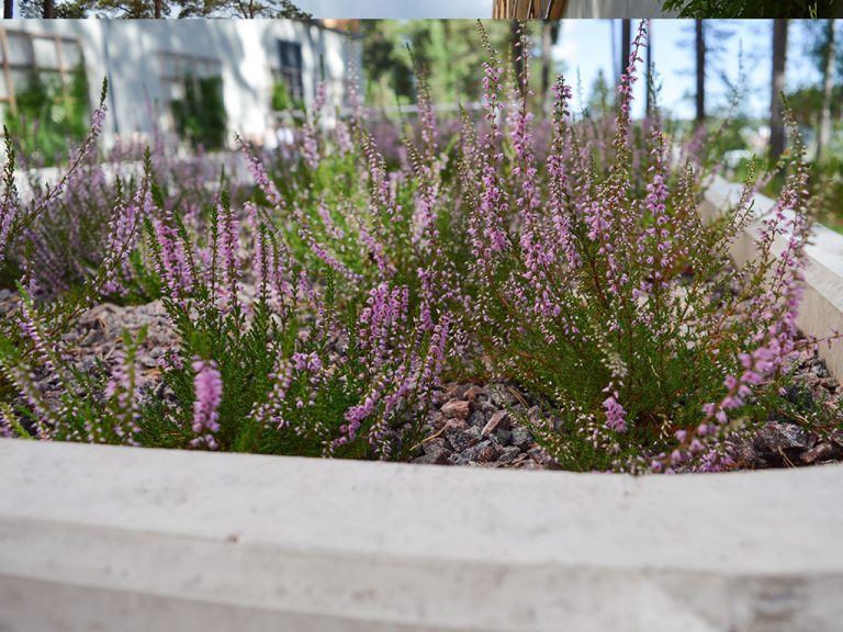 Plantering i trädgården