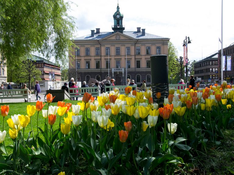 Tulpaner i olika färger framför Rådhustorget