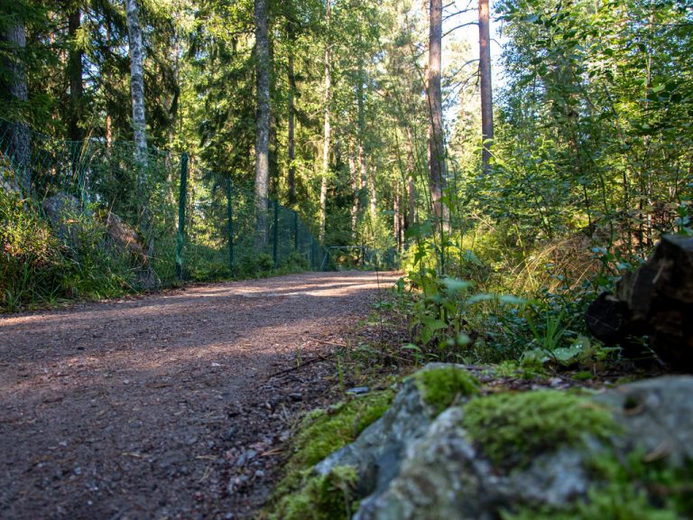 Grodperspektiv på en grusväg i skogen. På sidorna av spåret syns olika träd i solljus.