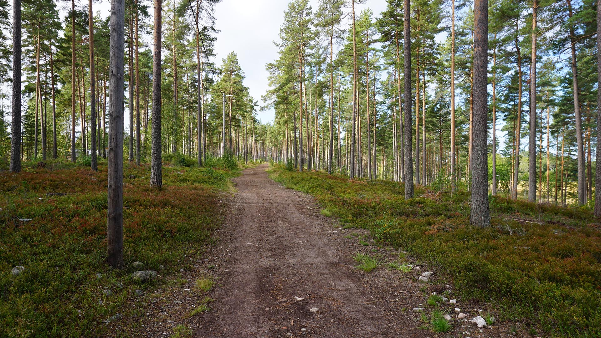 Motionsspår i skogen.