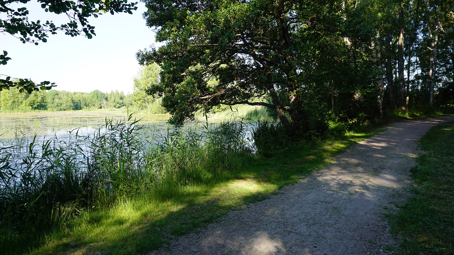 Grusväg i grönskande natur med en sjö på vänster sida om grusvägen.