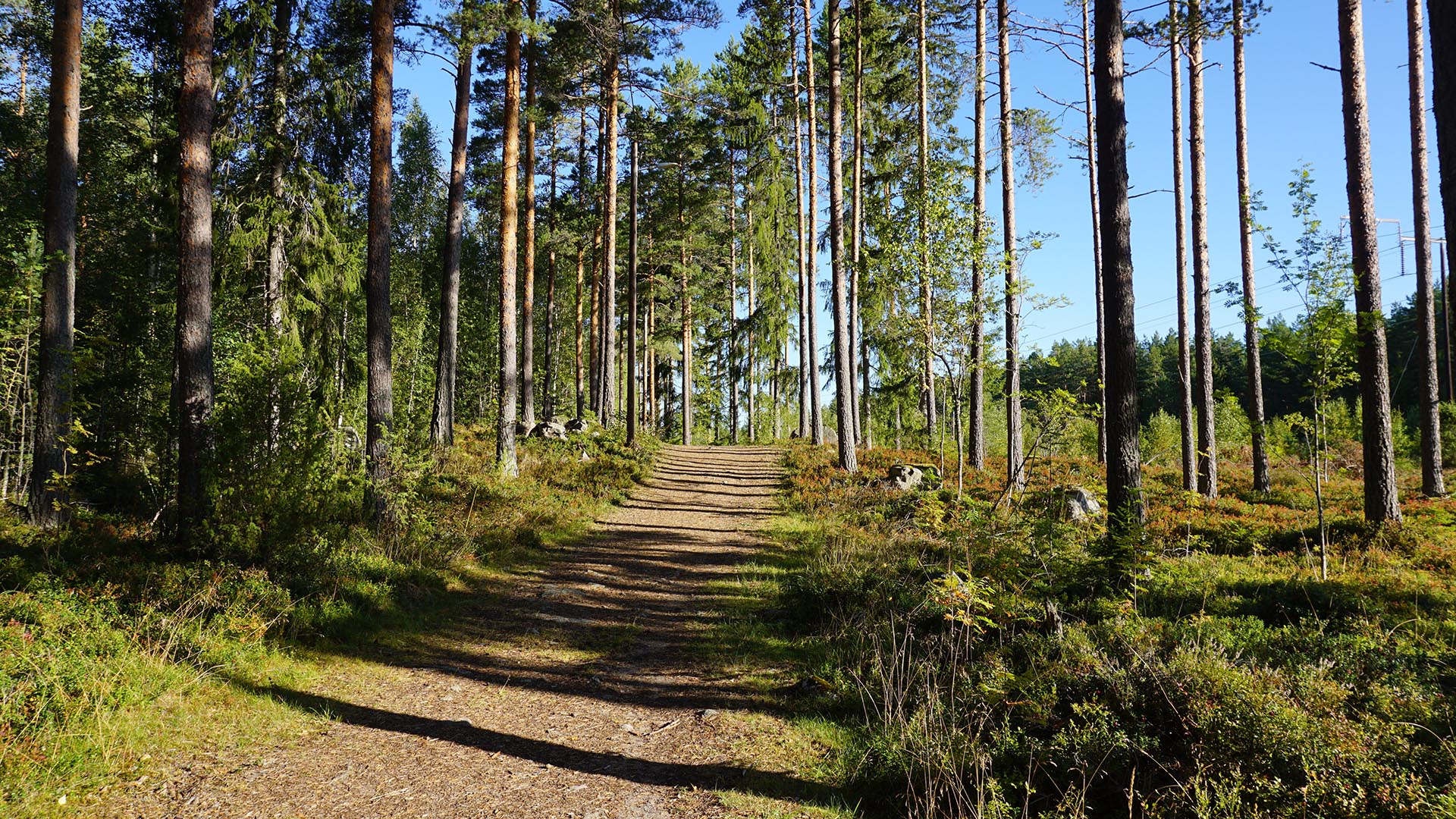 Motionsspår med skog på båda sidor