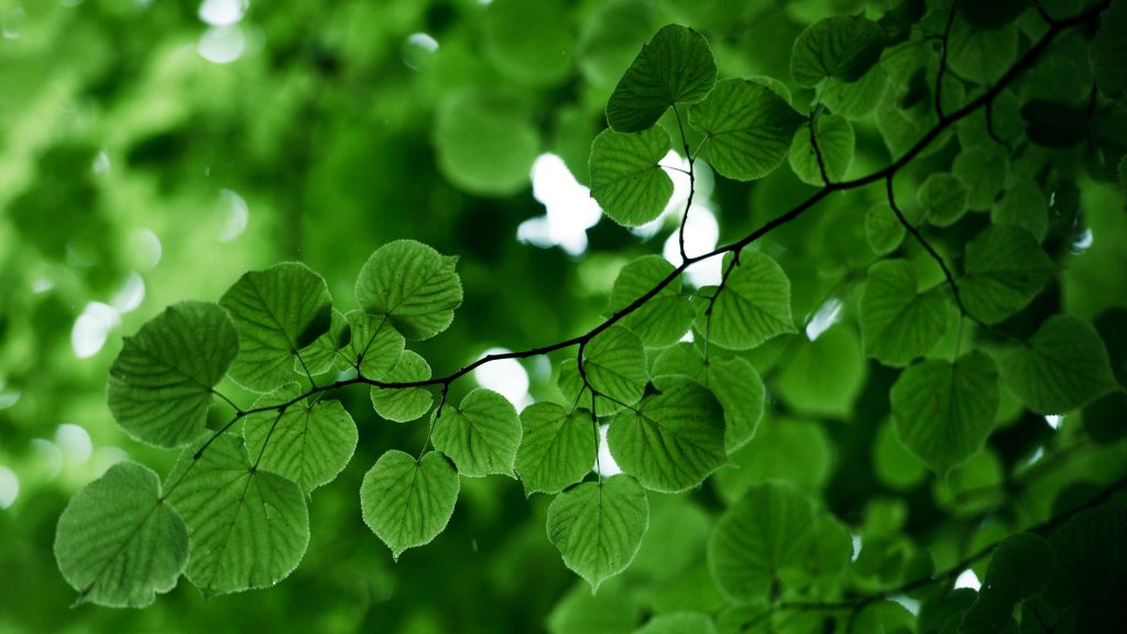 Grönskande blad