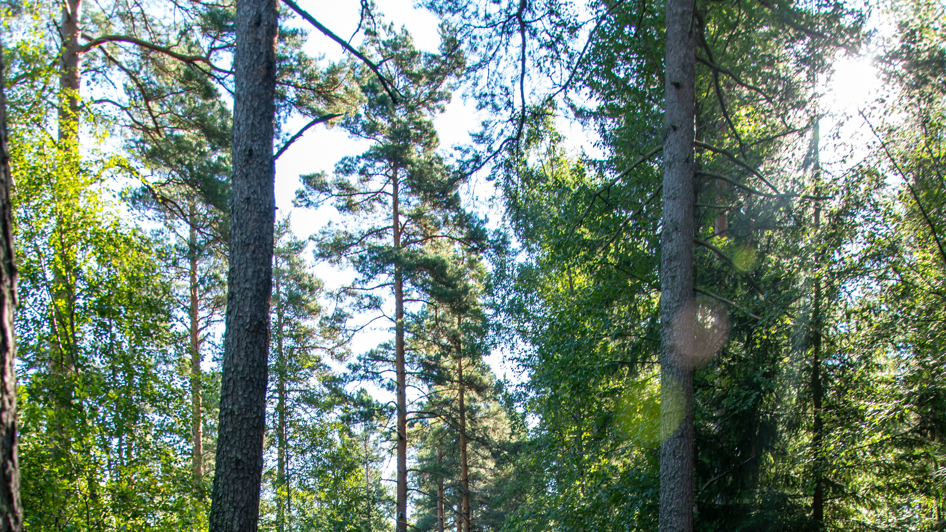 sol skiner genom träd i en skog