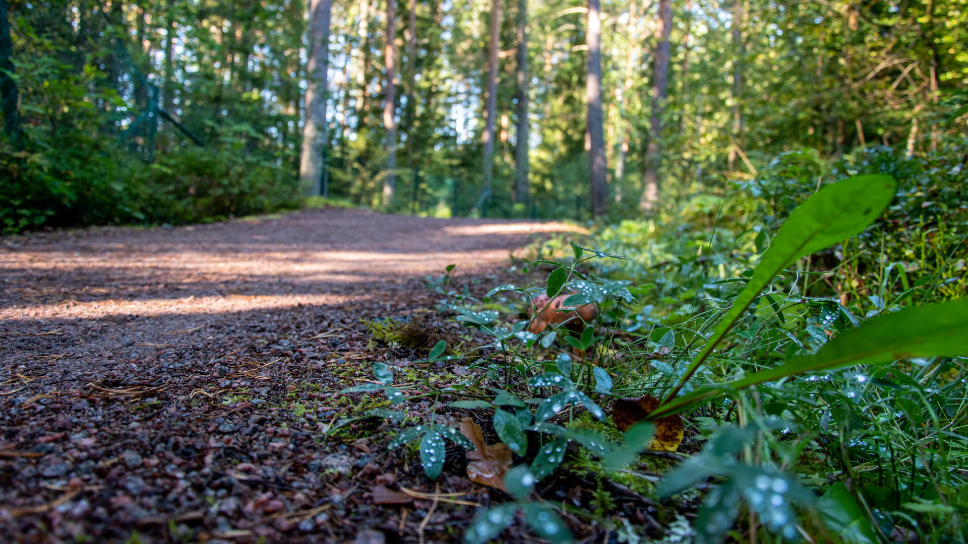 Grusat spår i skogen