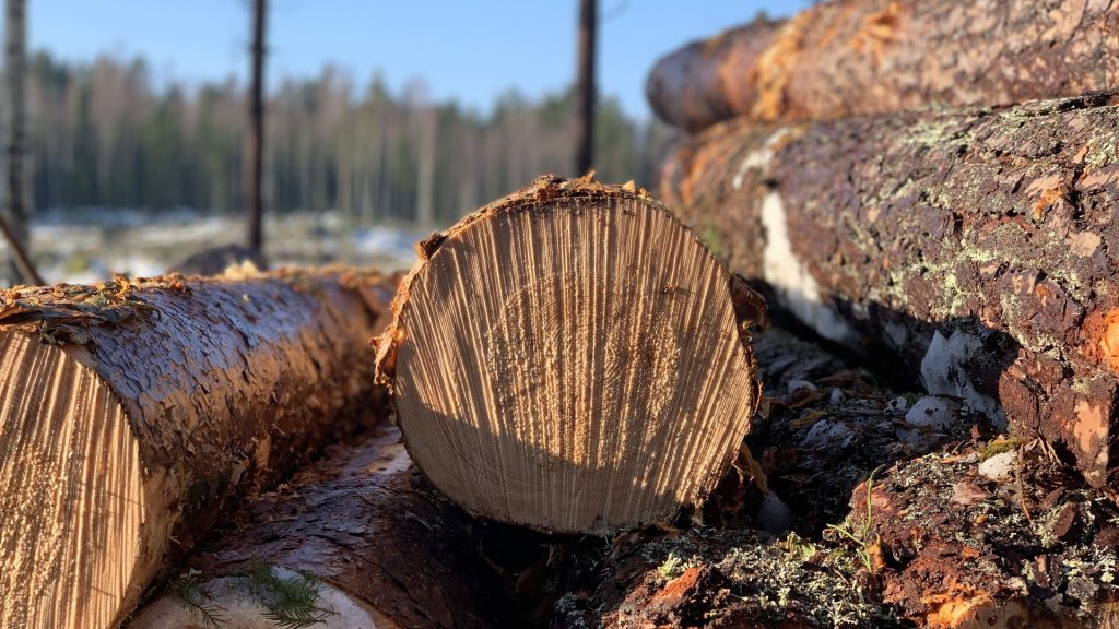 Skogsavverkning i Sätra