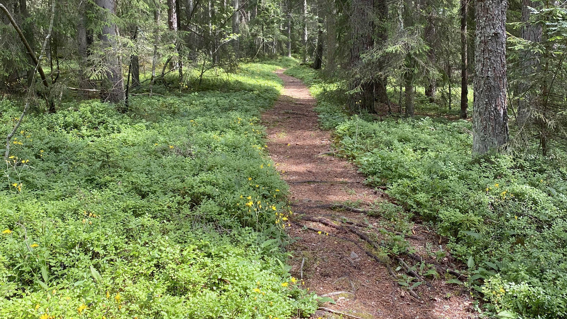 Skog, växtlighet och stig Limön.