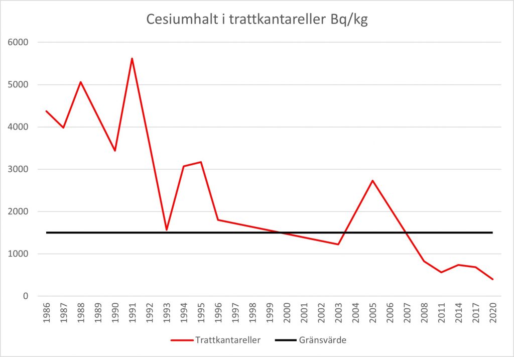 Graf över medianvärdet av cesiumhalten i trattkantareller mellan 1986 och 2020. Under de första fem åren pendlade värdena mellan 5500 och 3500 bequerel per kilo. Sedan har medianvärdet sjunkit och legat under Livsmedelsverkets gränsvärde på 1500 bequerel per kilo sedan 2008.