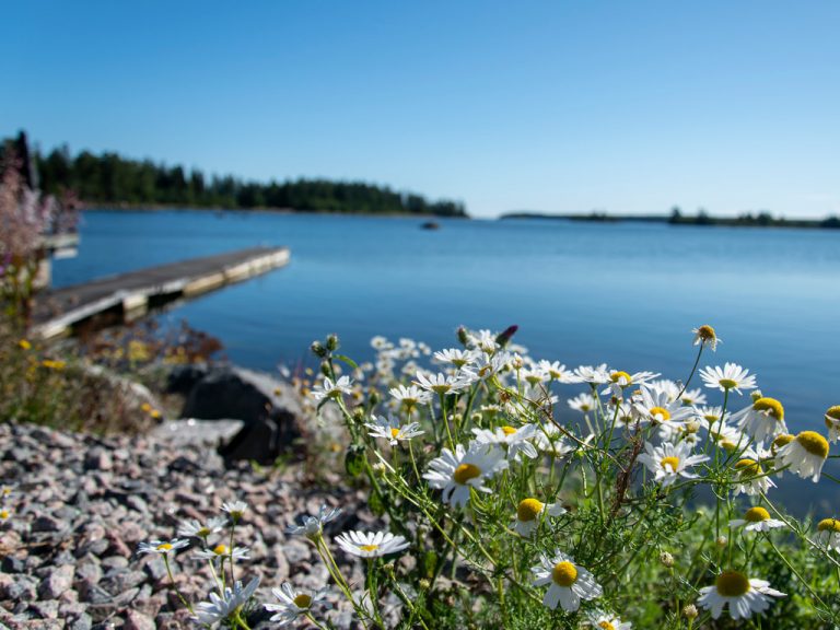 Blommor vid strand i Axmar.