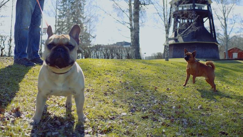 Två kopplade hundar i en park.