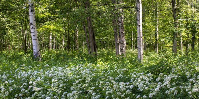 Lövskog med blommor.