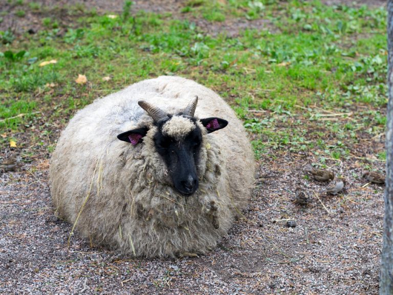Bild på ett får som ligger på gräsmatta.