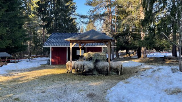 Flera får som äter hö i Hemlingby