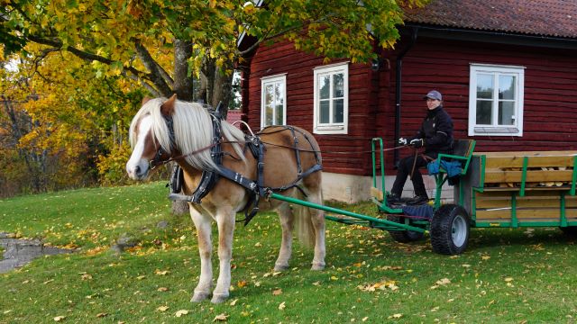 Häst med vagn och förare. Röd stuga och gula löv i bakgrunden. 