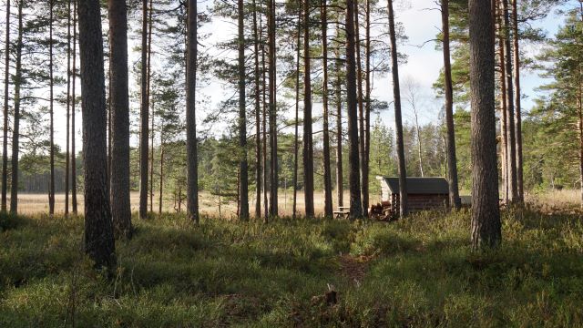 Bild på rastplatsen vid Sjötorp. På bild syns skog och vindskydd i trä. 