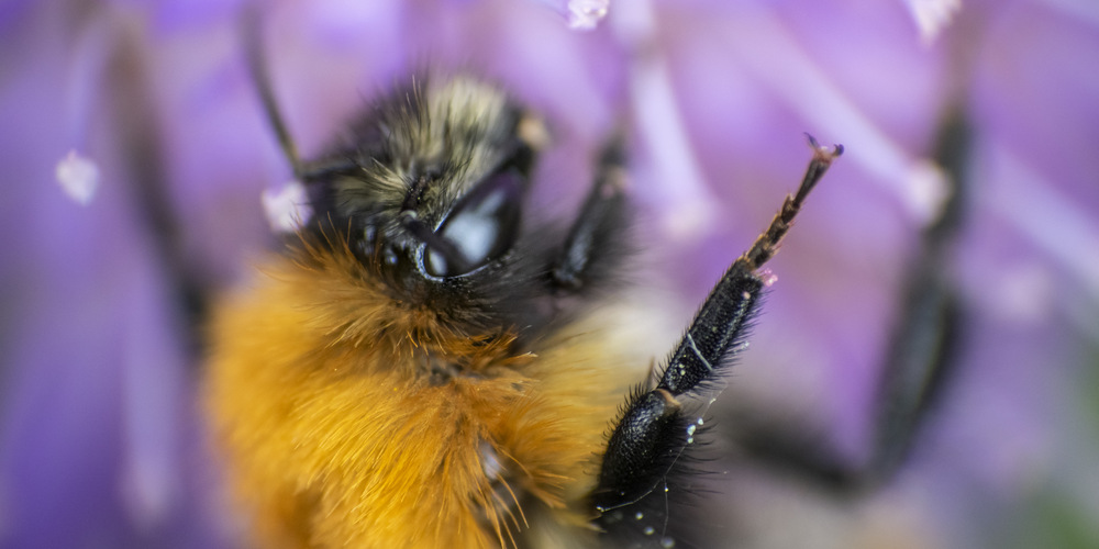 Humla pollinerar lila blomma