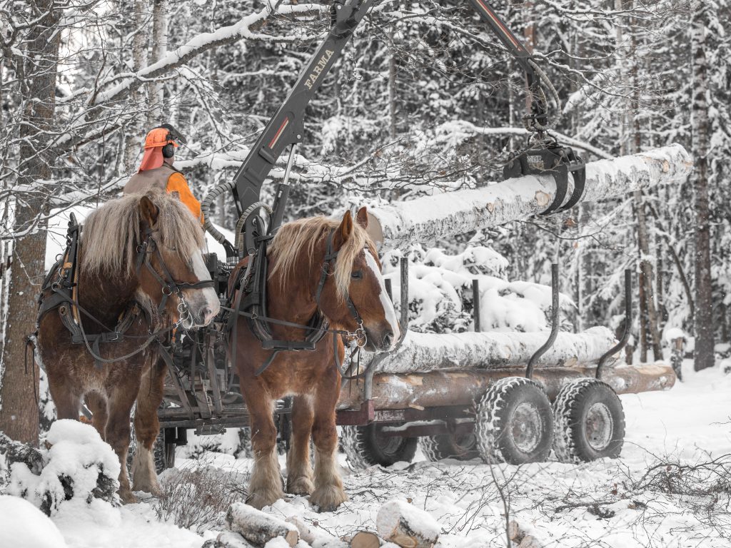 Foto: Bengt Håkansson Lindring