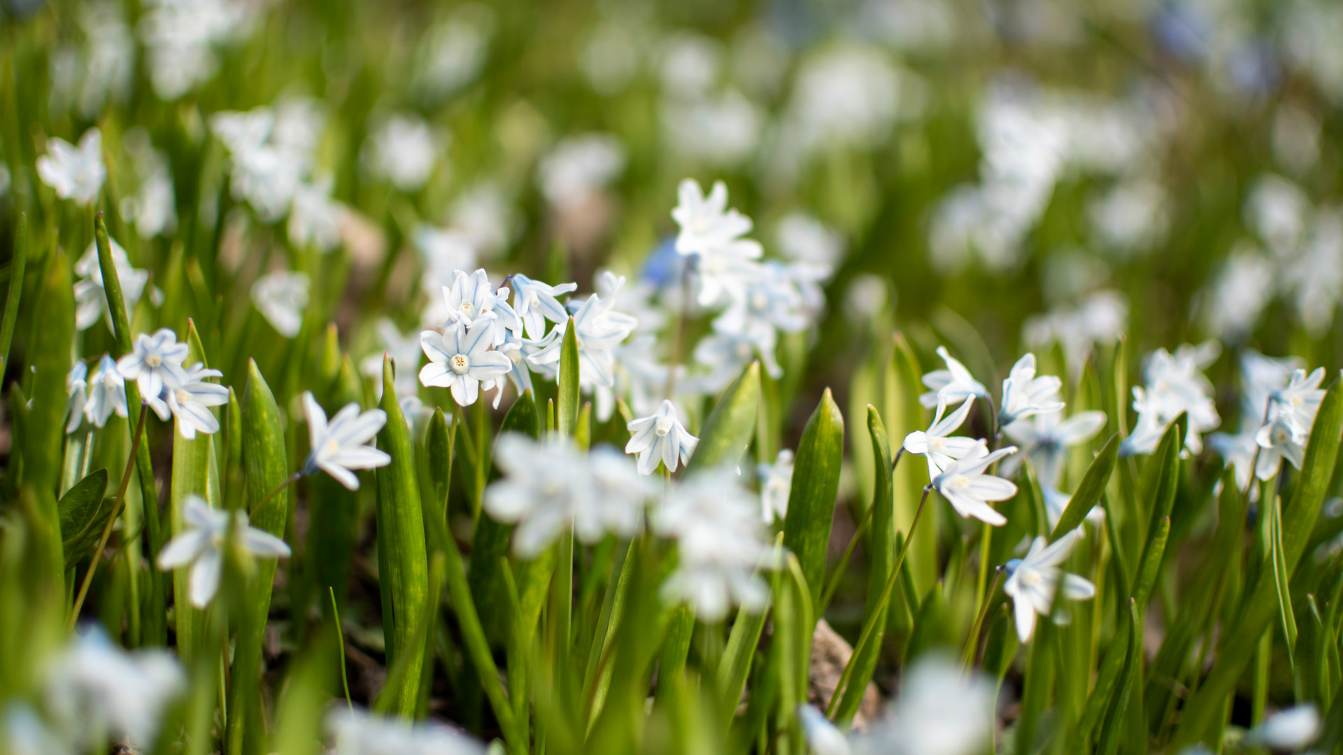 Blomsteräng