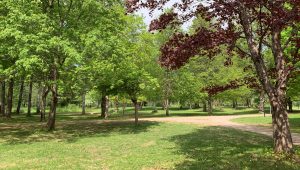 Stora Valls parkområde, med en grusväg, gräs och grönskande träd.