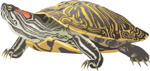 Illustration gulbulkig sköldpadda