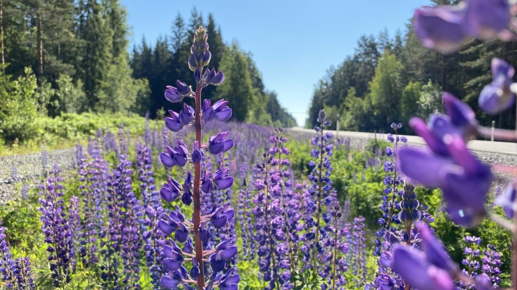 Blomsterlupin längs väg