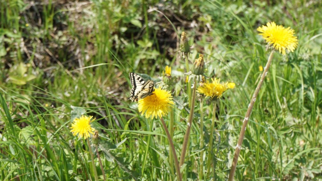 Fjärilsvägen header