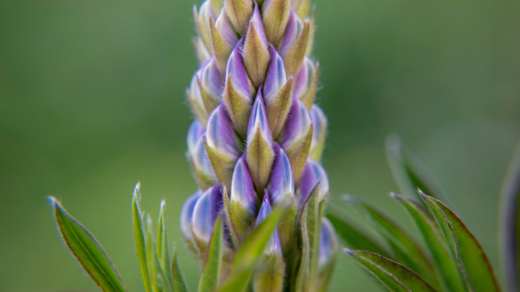 En blomma med grön bakgrund