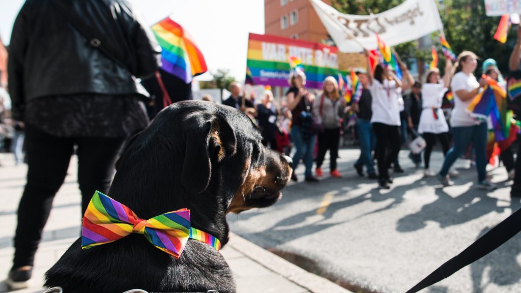 En hund med en pridefluga sitter vid kanten av en Prideparad