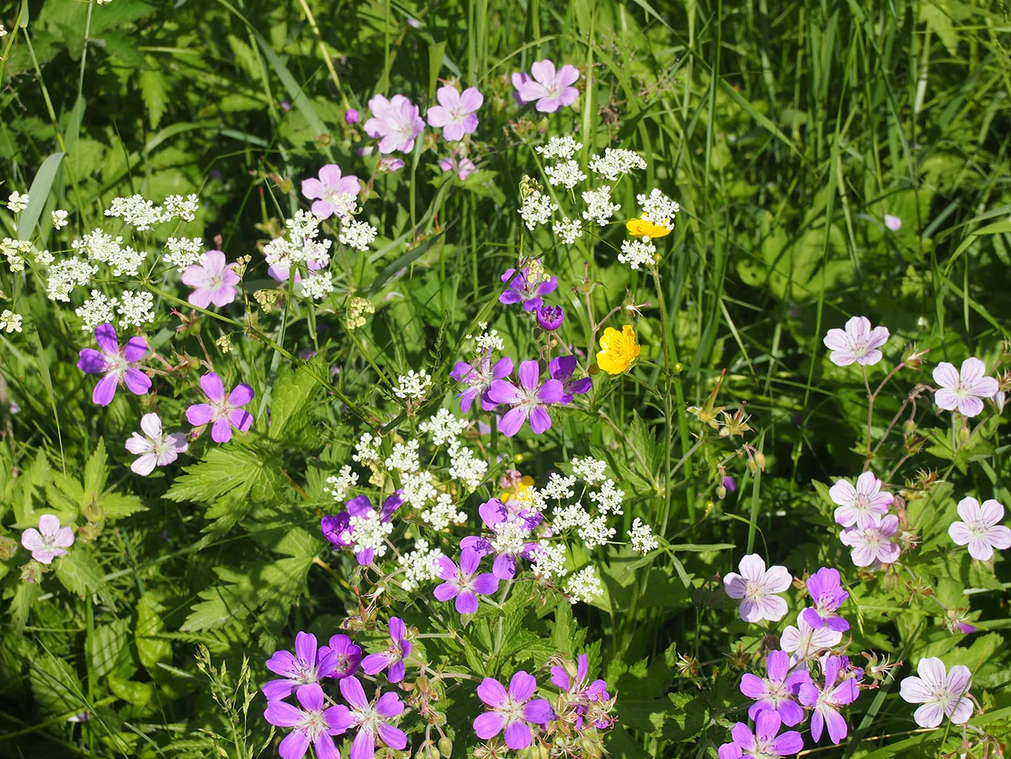 Blommor i Grinduga. Fotograf Anki Karlsson.