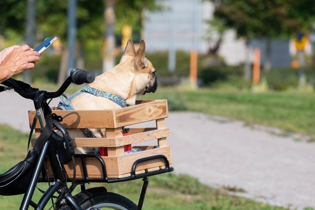 En hund som sitter i en cykelkorg.