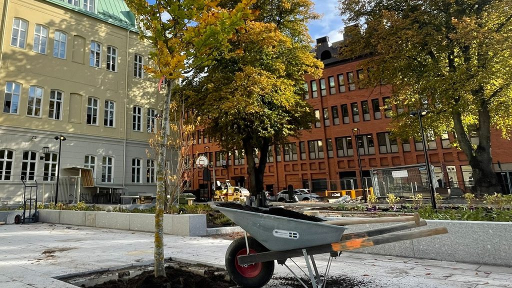 Vårdträdet på Vasaskolans skolgård
