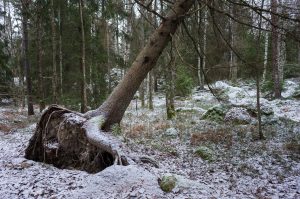 träd som lutar i skog med snö