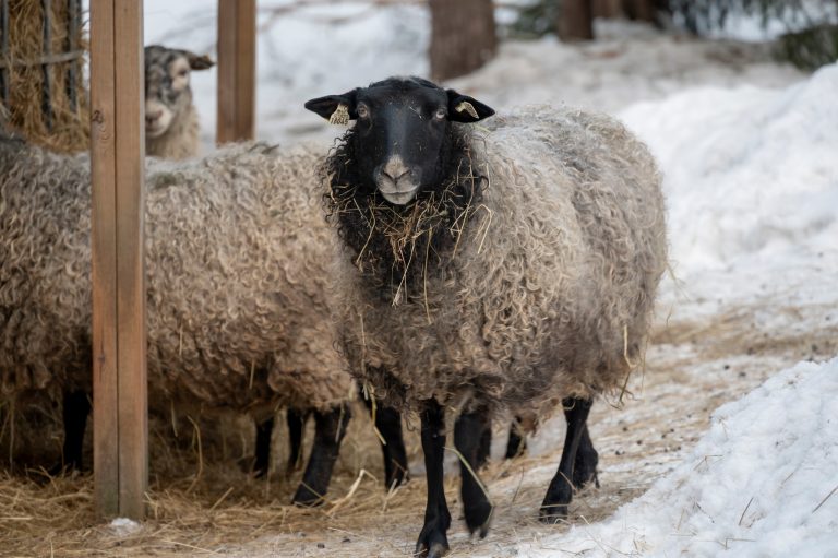 Får som står vid mat i en hage.