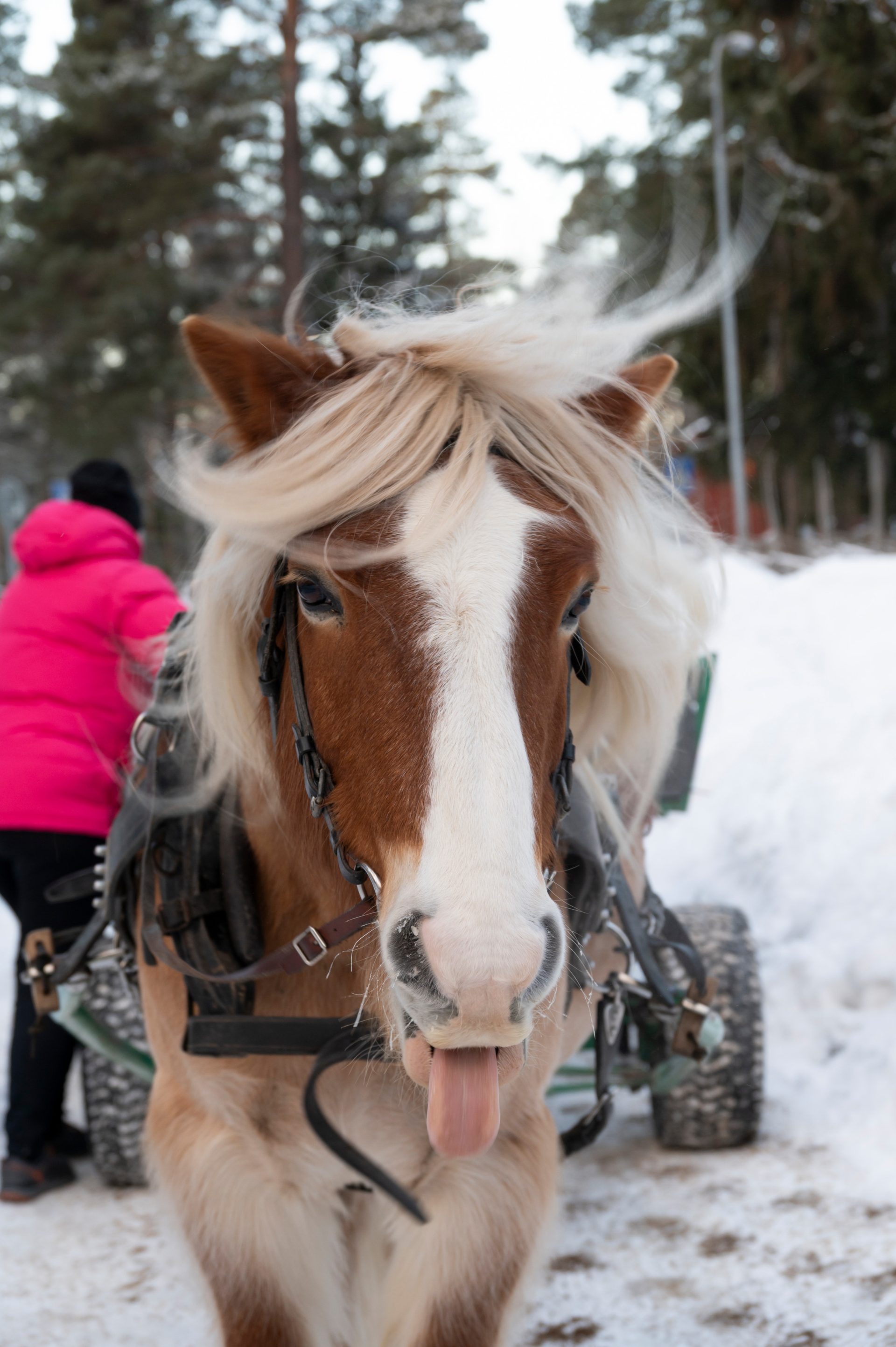 Närbild på en häst i vinternaturen. Foto: Veronica Thuresson