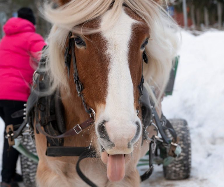 Närbild på en häst i vinternaturen. Foto: Veronica Thuresson
