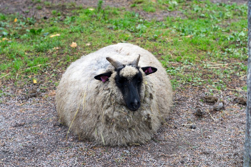 Ett får som ligger på gräset.