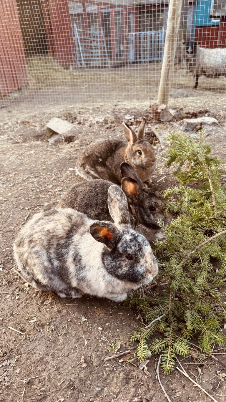 Kaniner i en hage.