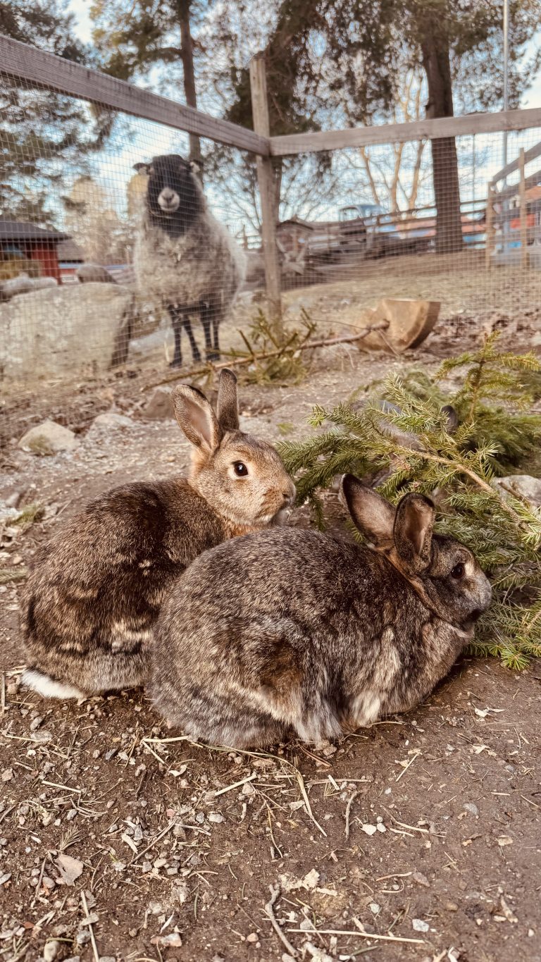 Kaniner och får i en hage.