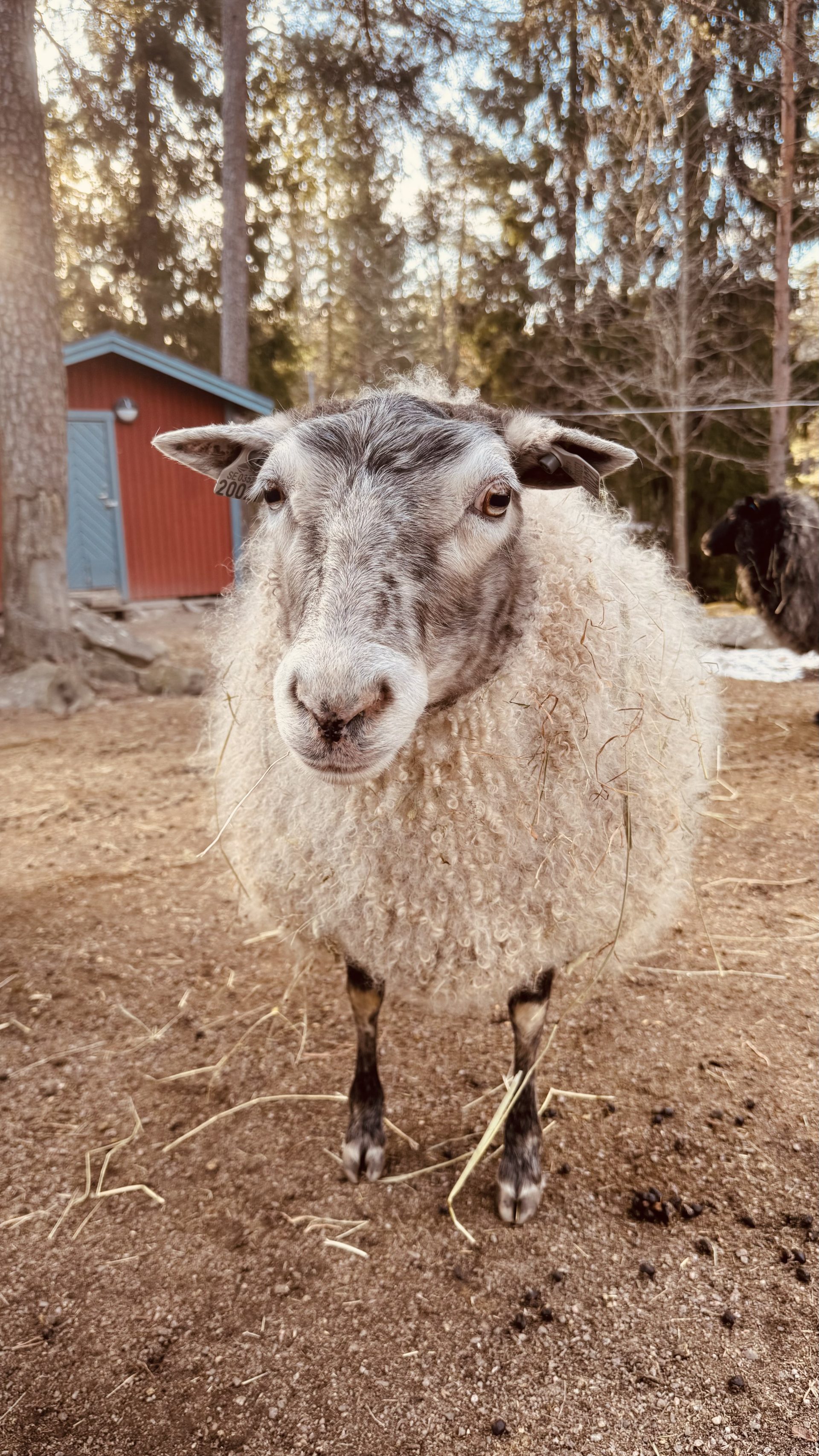Ett kamerabild på ett får.